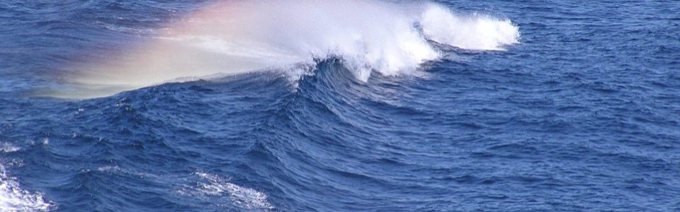 blog Als een vis in vele vijvers