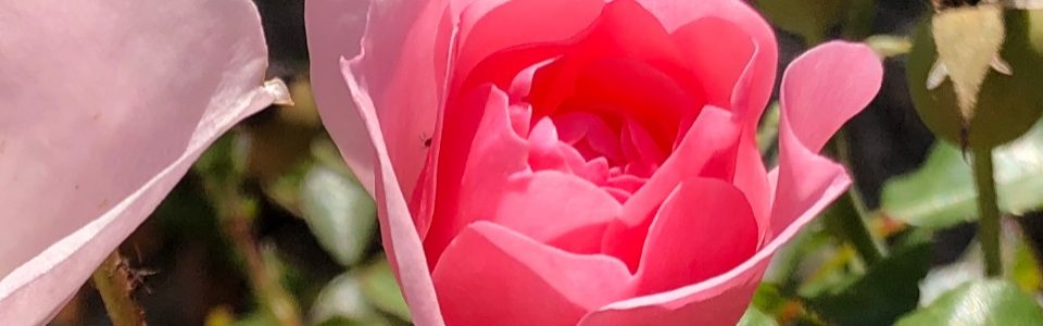 Een plek voor verlies blog