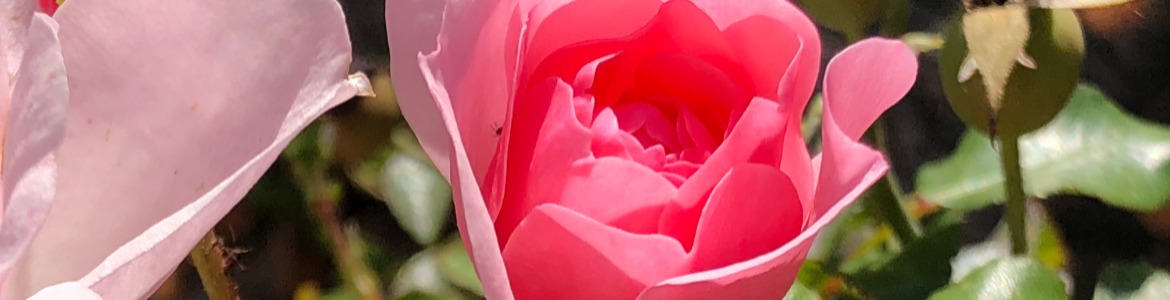 Een plek voor verlies blog